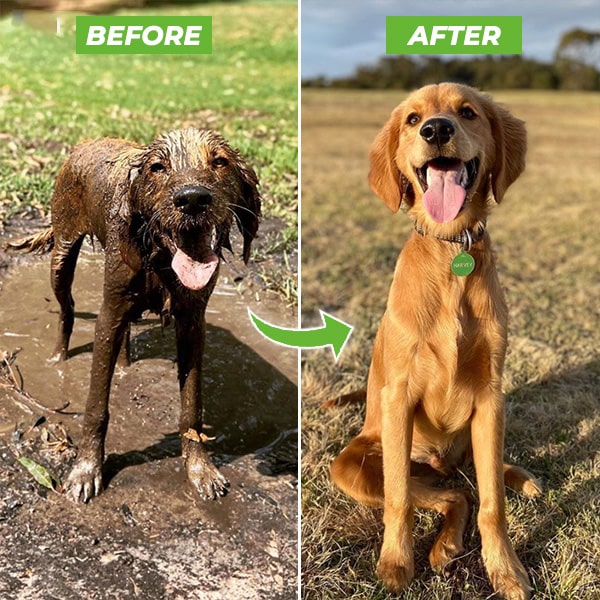 Dog Shower Jet